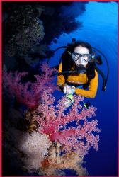 stunning soft corals and diver in the brother islands Red... by Fiona Ayerst 